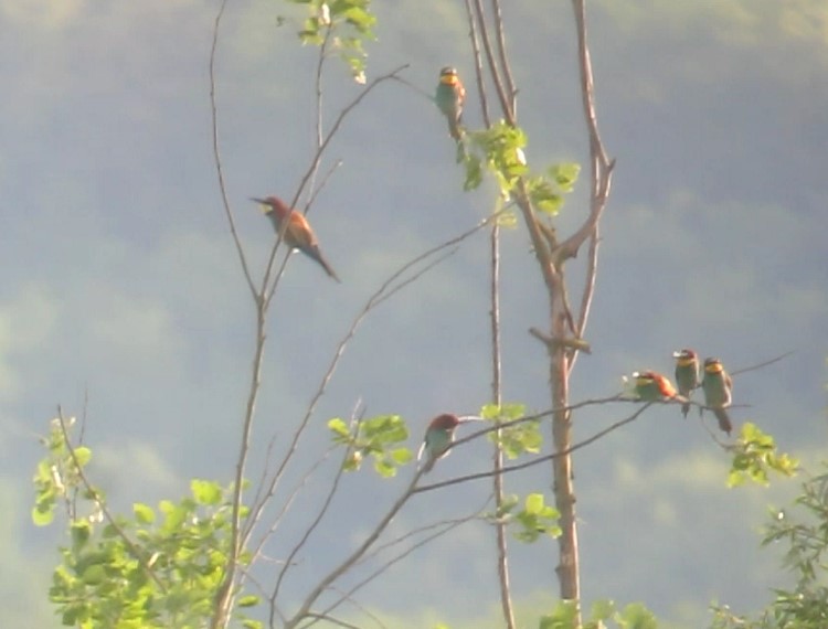 Sortie Oiseaux en Vallée de l'Aisne de Soupir (02160) à Cuiry-lès-Chaudardes (02160)